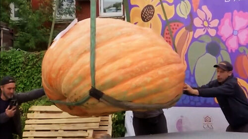 한통에 무려 970kg…"제 비결은" 1등 농부 한마디