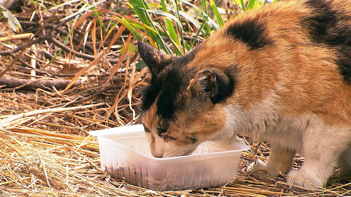 "함부로 옮기지 마세요"&hellip;'길고양이 돌봄 가이드라인' 개정