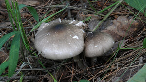 산 올랐는데 "웬 횡재야"&hellip;덜컥 먹었다가 사람 잡는다