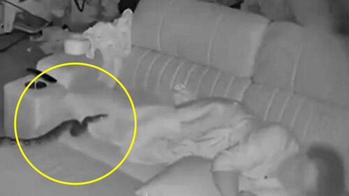 잠자는 여성 위로 '스르륵'…CCTV 포착 장면에 철렁