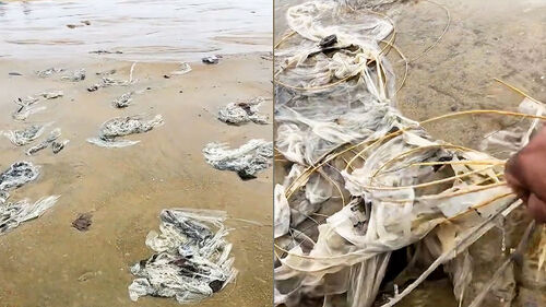 축제 뒤 관중 떠나자…쓰레기장 된 해변에 '당혹'