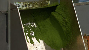 푹 빠졌다가 머리카락 숭덩…"탈모?" 말차라떼 진실