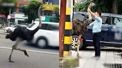 식당 홍보하던 타조 탈출…질주하다 안타까운 최후