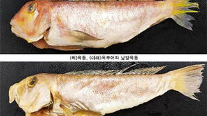 '옥두어'를 '옥돔'으로 속여 판 음식점주 징역형 집행유예