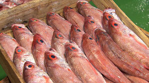 속여 팔다 딱 걸렸다…"4배나 더 비싼데" 제주서 적발