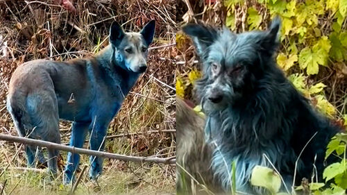 "일주일 만에 이상" 원전 사고 현장 기이한 모습의 유기견