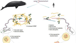 "북극고래 200년 장수 비결은…뛰어난 DNA 손상 복구 능력"