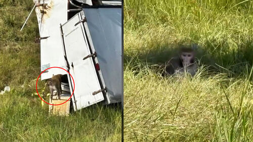 도로 쏟아진 '바이러스 감염' 원숭이…수색 총력