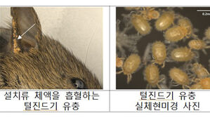 쓰쓰가무시증 옮기는 털진드기 증가…"긴 옷 입고 기피제 사용"