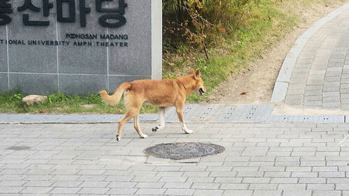 "자주 출몰" 서울대 비상…"자극하지마" 행동 요령까지