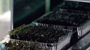 날개 단 'K-김'…올해 수출 역대 최대 기록