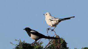 제주서 꼬리 빼고 하얀 깃털 까치 발견