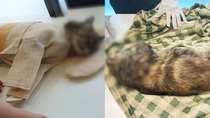 반려묘 홧김에 때려죽였다…결정사 공포의 전남편 정체