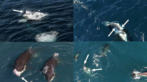 "대박" 바다서 포착된 장면…최상위 포식자들의 혈투