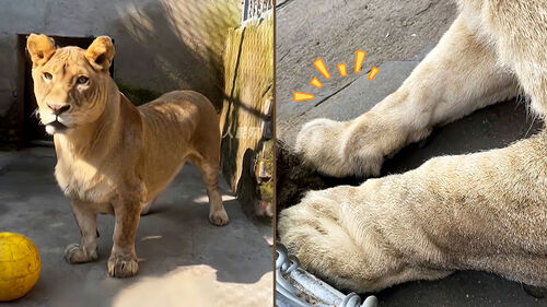 "사자 맞아?" 두 눈 의심…반전 매력의 정체