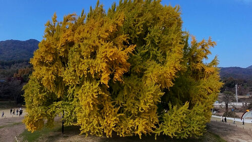 1317살의 압도적 황금빛…용문사엔 300kg 주렁주렁