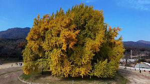 단풍 든 1,317살 은행나무…황금빛 물들며 화려한 자태