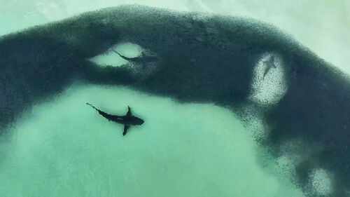 '검은 띠' 둘러싼 상어 수백 마리…'장관' 포착