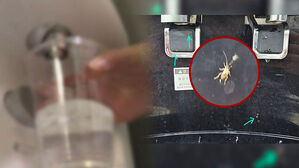 [사건X파일] 바퀴벌레 우글우글…1천 명 넘게 마셨는데