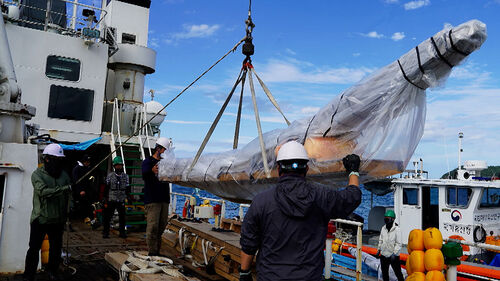 600년 만에 인양…조선 고선박 첫 실물 확보