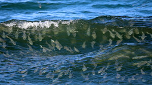 서핑 타듯 파도 즐기는 숭어떼…"진짜 물반 고기반"