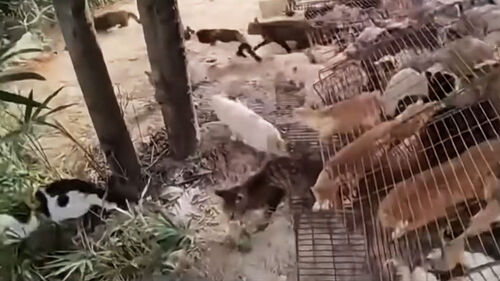 풀어주자 극심한 공포…1천 마리 흩어져 '풍덩'