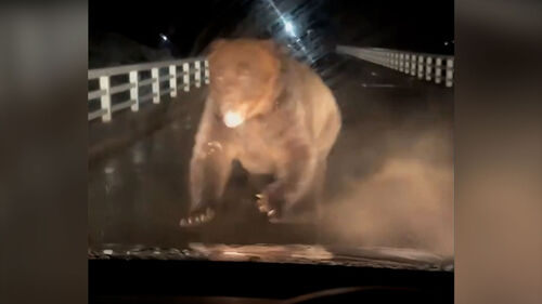 차량 향해 입 벌리고 돌진…한밤에 혼비백산