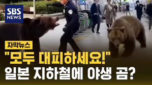 [자막뉴스] "주의하세요!"…일본 지하철 역에 나타난 '야생 곰'?
