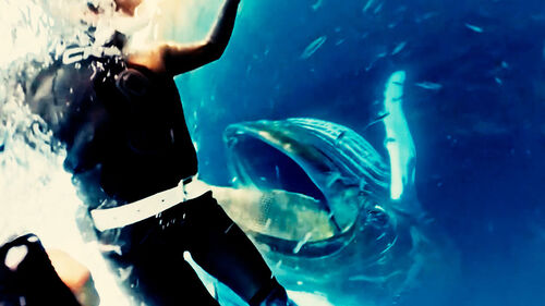 물고기떼 흩어지자 '쩍'…"삼켜질 뻔" 다이버 철렁