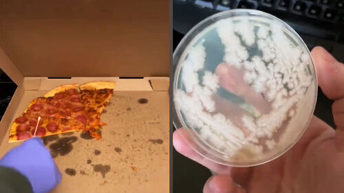 "냉장고 안 넣을래" 뒀다간…하루 만에 충격 결과