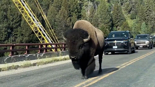 경고 무시하고 들어갔다…"빨리 피해" 뒤에서 '슥'