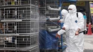 평택 산란계 농장서 고병원성 AI 항원 검출…방역 강화