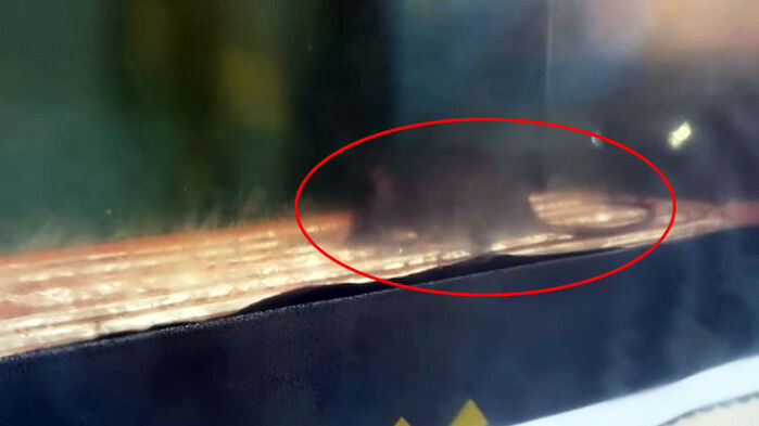 "붕어빵 이제 못 먹겠다" 영업 시작 전 점포 영상 봤더니