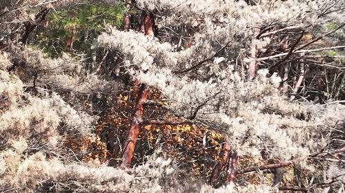 소나무재선충병 확산…"백두대간 위협할라"