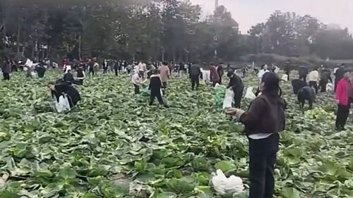 '축구장 20개 크기' 배추밭 싹 털렸다…수백 명 몰려든 이유
