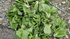 "배추 심었는데 다른 작물 자라" 괴산 한 농가 피해 호소