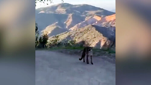 쫓아오자 겁에 질려 비명…"그때 그곳" 공포의 만남