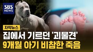 자막뉴스 김성화_맹견 아기 사망