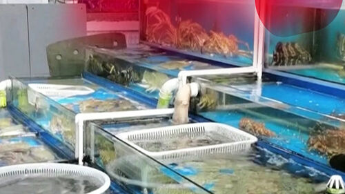 "일본산 수산물 수입 중지"…한일령 이어 추가 보복