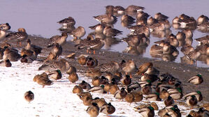 서울 서대문구 큰기러기 폐사체 고병원성 AI 확진