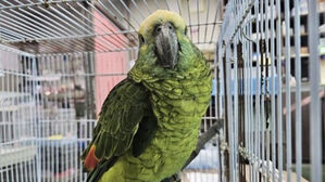 나타나지 않는 '커피홀짝' 앵무새 주인&hellip;보호시설은 70% 포화