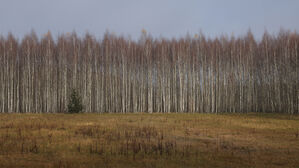 "석기시대 껌 씹는 10대 소녀, 갈색 눈과 머리"&hellip;에스토니아서 흔적 발견