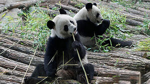 프랑스 동물원 스타 판다 부부 13년 만에 중국으로