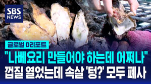 [글로벌D리포트] "나베요리 만들어야 하는데 어쩌나"&hellip;껍질 열었는데 속살 '텅?' 모두 폐사