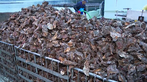 '재해급' 굴 집단 폐사&hellip;일본 열도 '발칵'