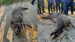 부산 금정구에 멧돼지 출현&hellip;2명 중경상