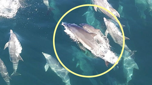 "돌고래쇼 동원됐다 바다 돌아간 춘삼이, 셋째 낳았다"