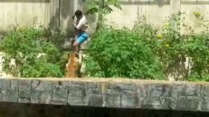 벽 올라타더니&hellip;제 발로 '사자 우리'에 들어간 남성 결국