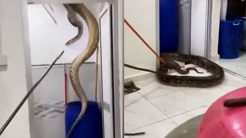 집 욕실 천장에 의문의 흔적…60kg 거대 정체 쏟아졌다