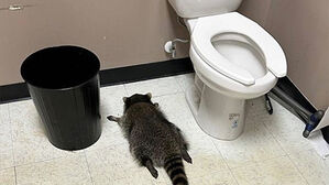 미국 주류 판매점 침입해 '만취실신'한 범인은 너구리